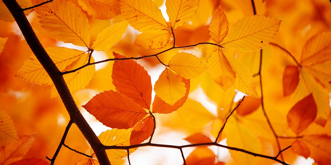 autumn leaves