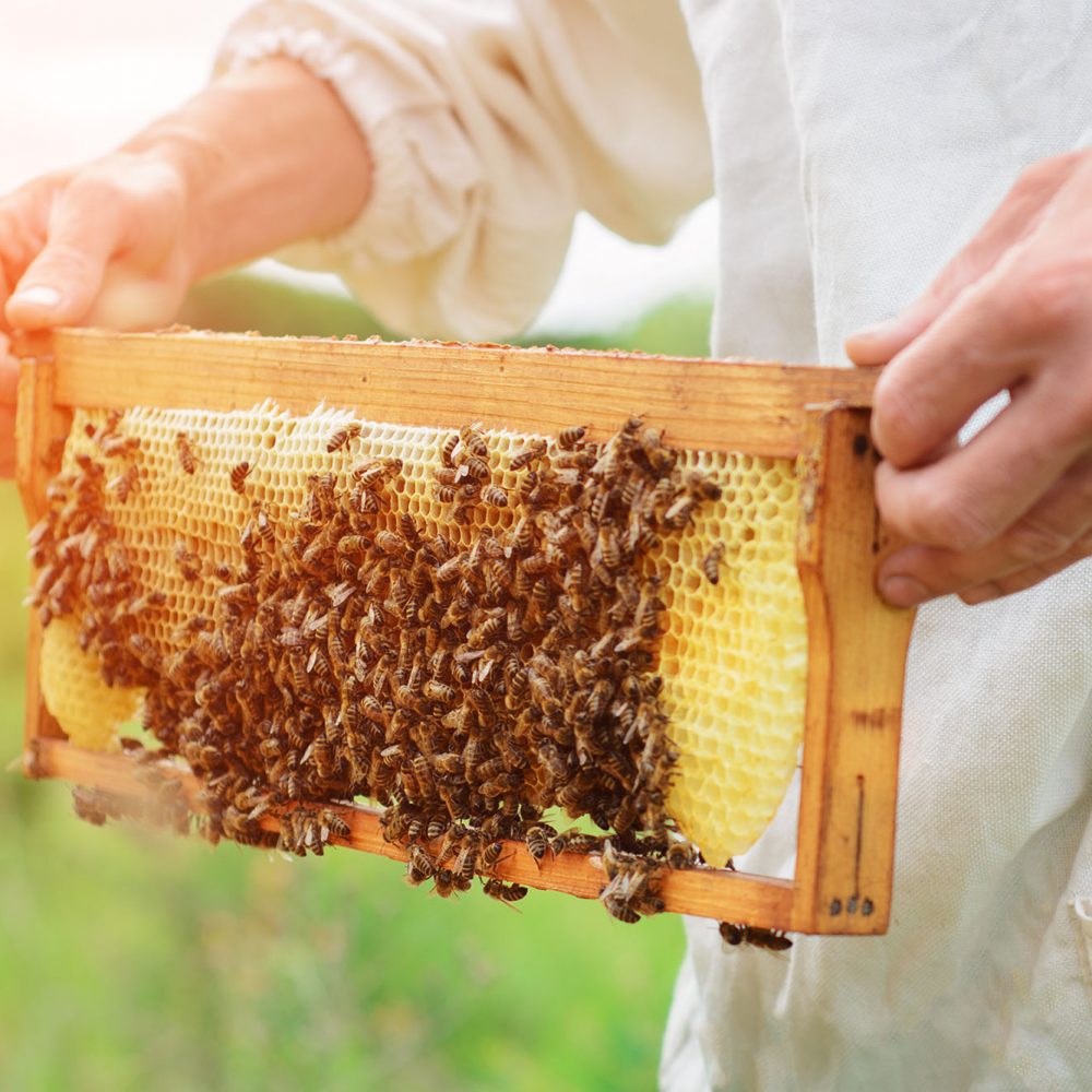 beekeeper holds a honey cell with bees in his hands
