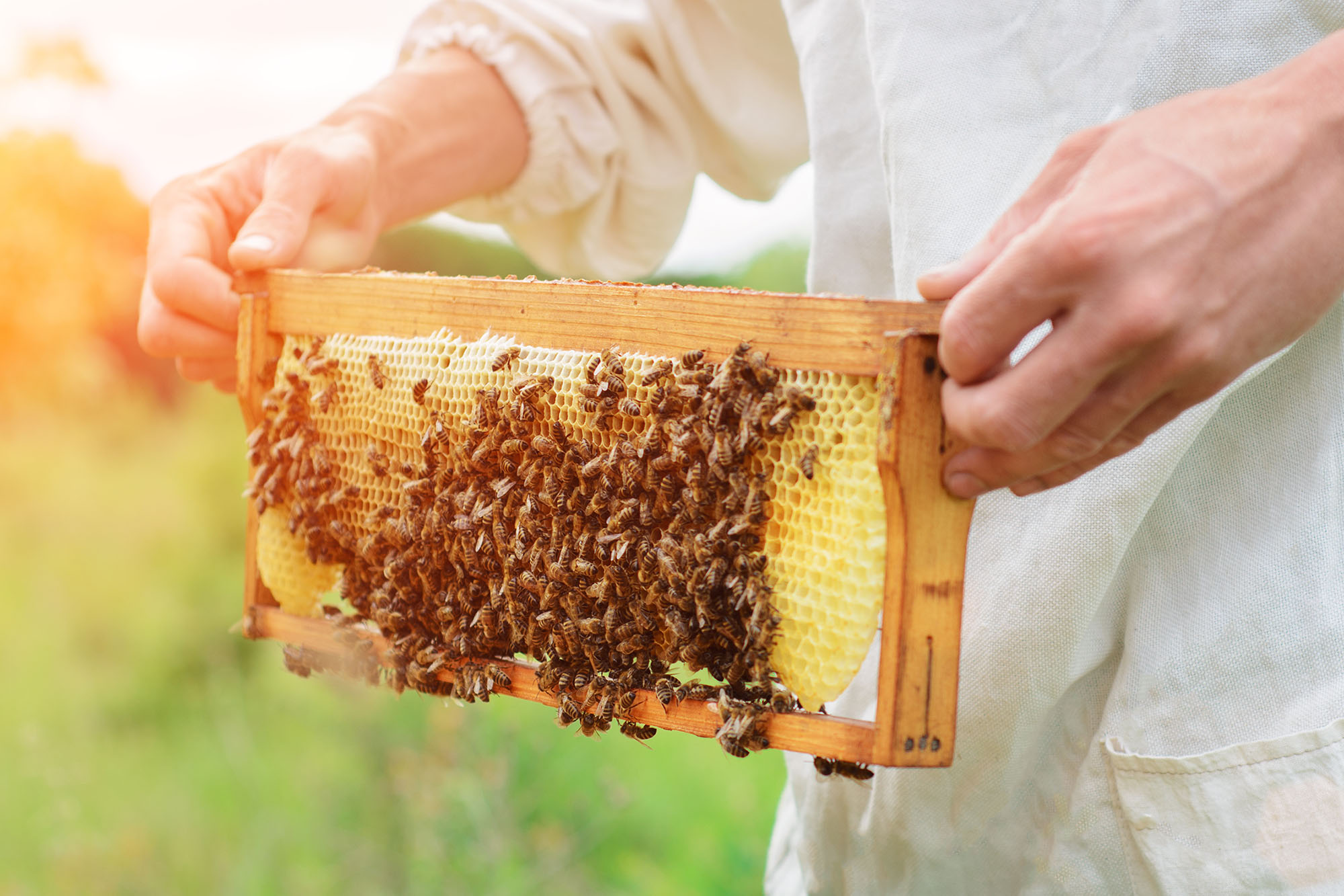 beekeeper holds a honey cell with bees in his hands