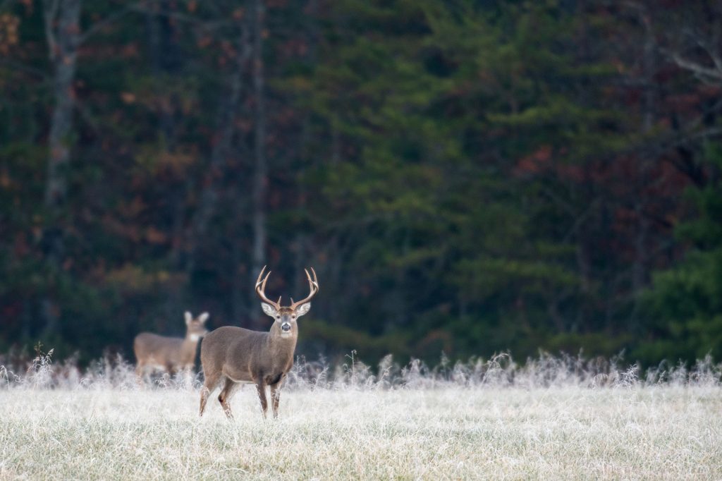 photo of a deer in a field