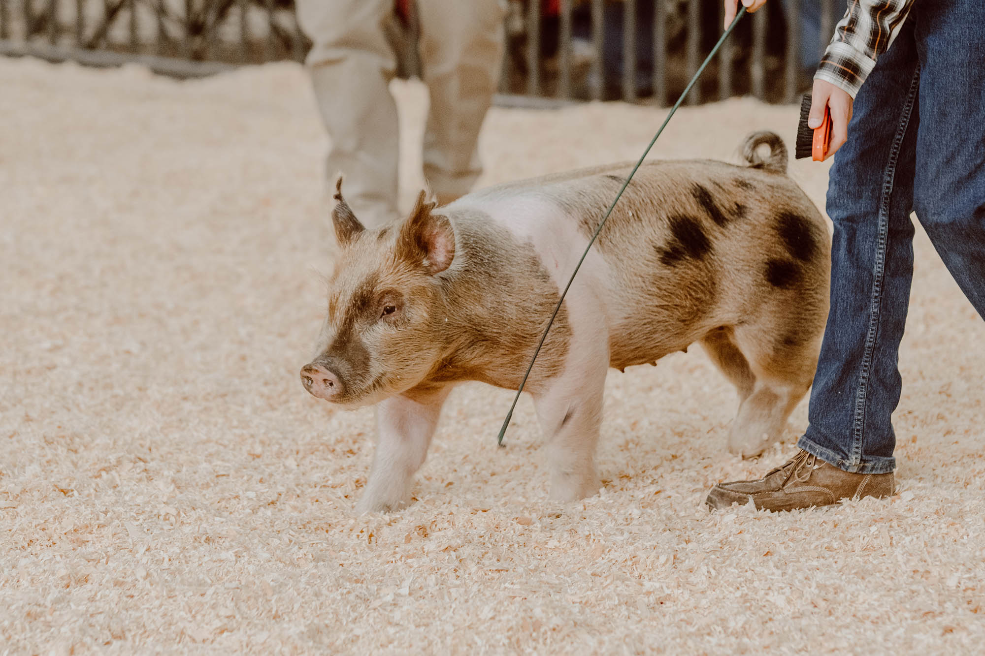photo of a kid showing a pig