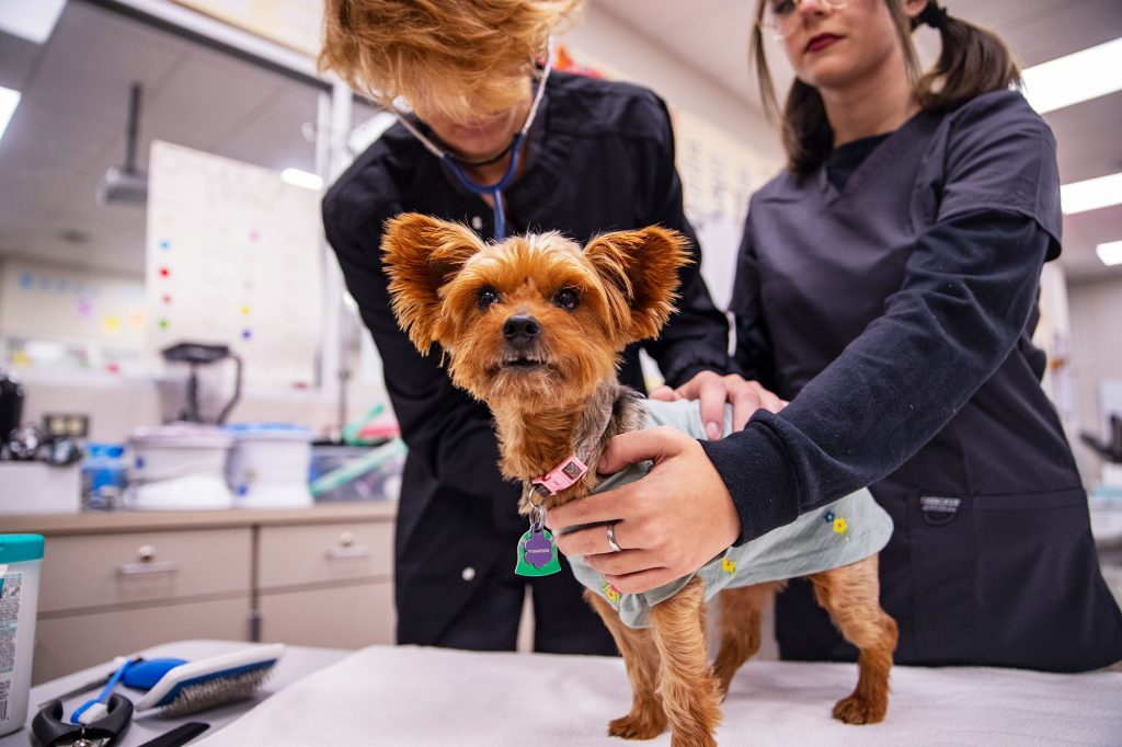 veterinary assistant student listening to a dog heartbeat at Central Tech
