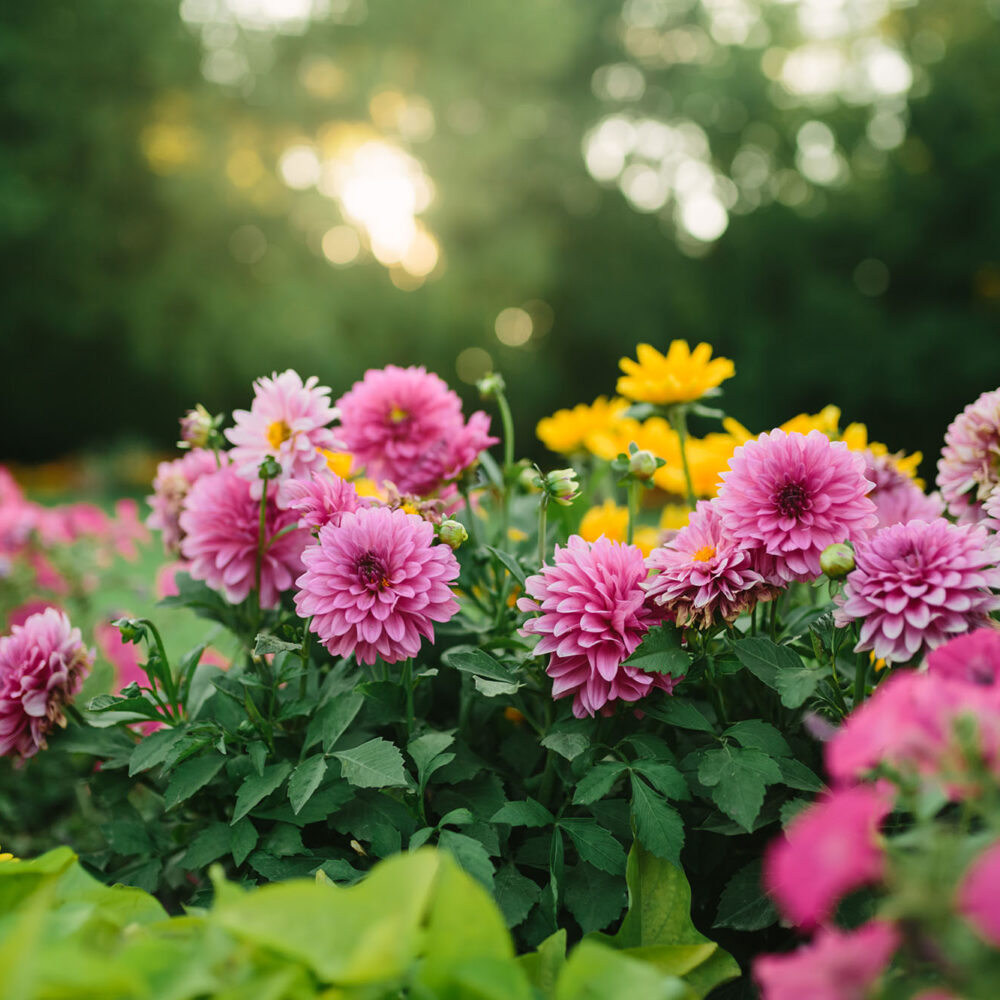 zinnia flower garden