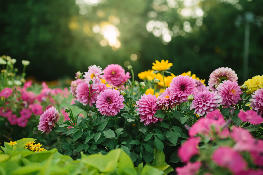 zinnia flower garden